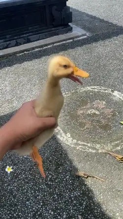 sound Donald Duck