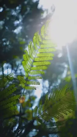 vlog cinematic
