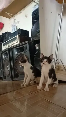 Gato