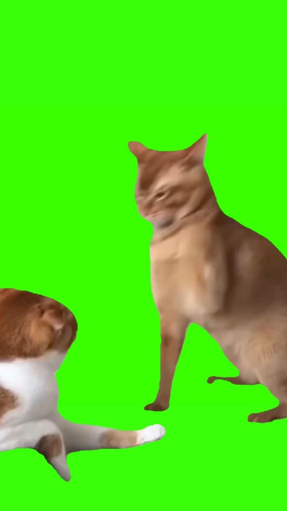 Chat frappant le mème chat