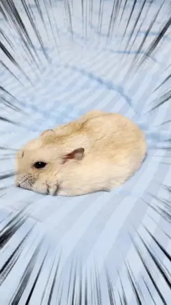 ハムちゃんで作って見ました。