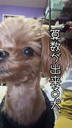 算数が出来る犬