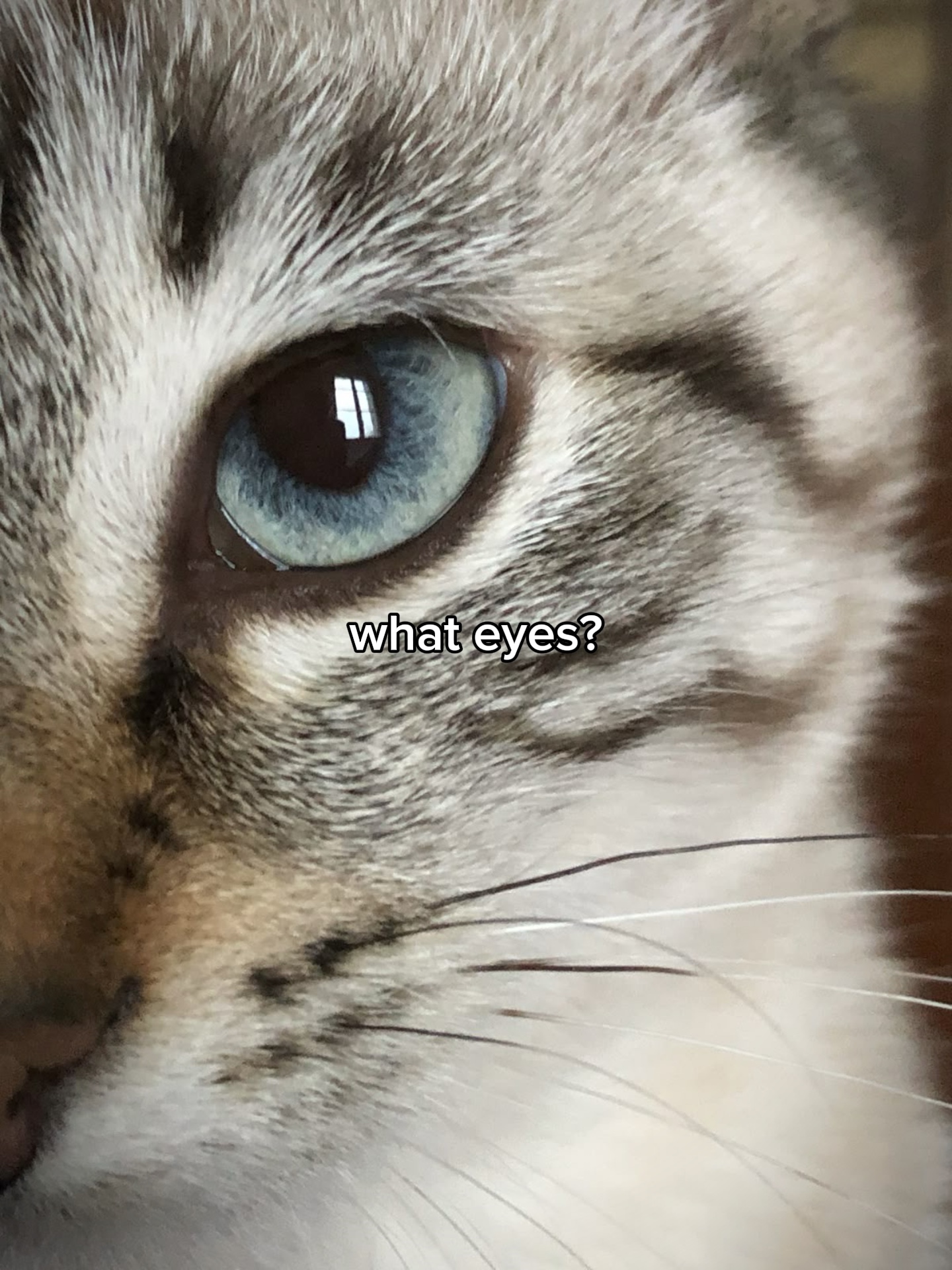 what eyes? (cat)