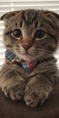 miaw miaw miaw |