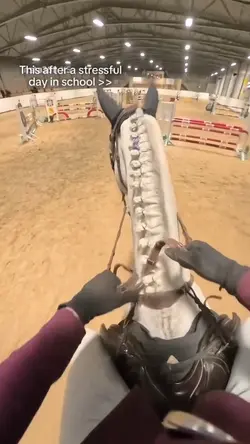 horses heal