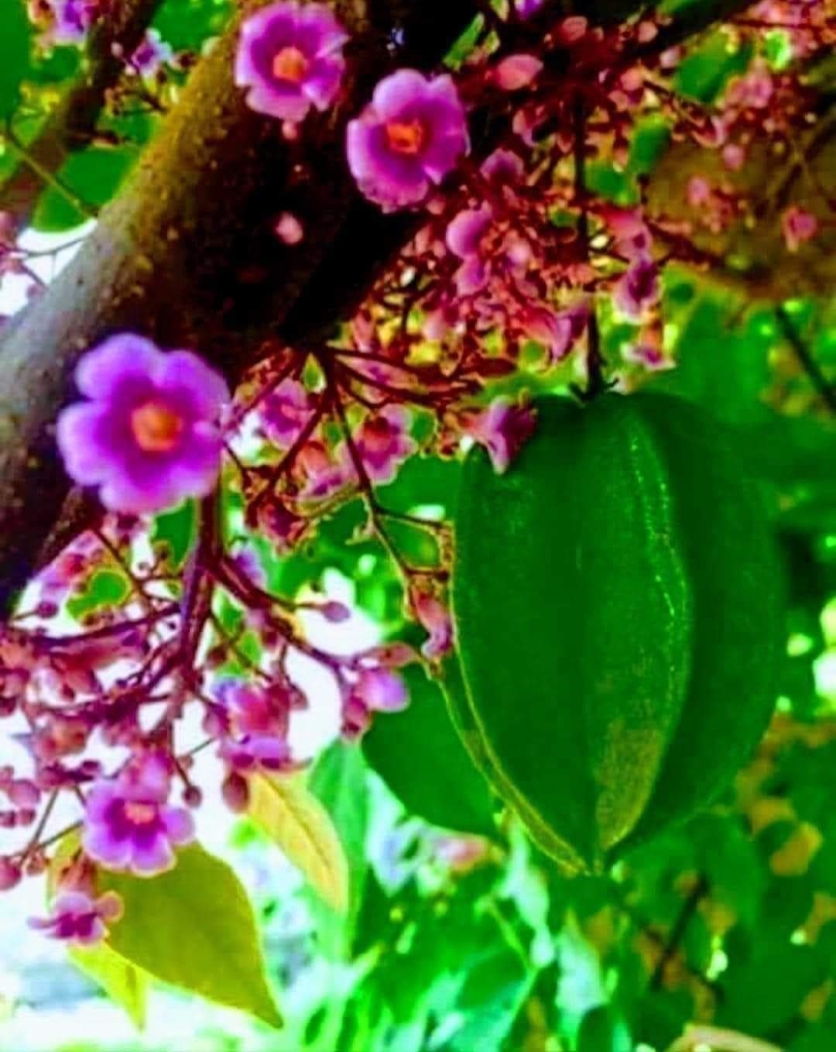 Việt Nam đất nướctôi