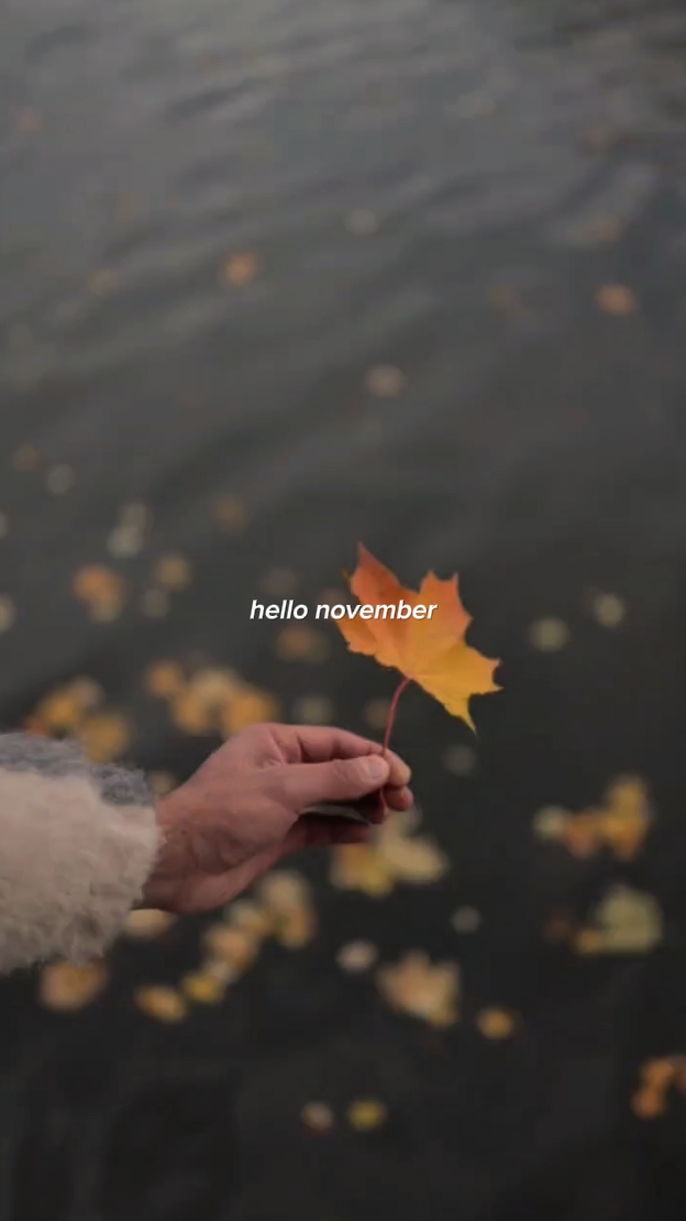 halo november