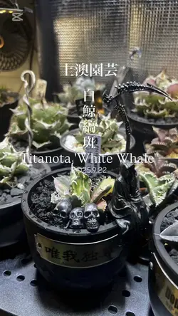 白鯨錦　縞斑　変異株