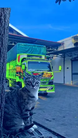 kucing kaget