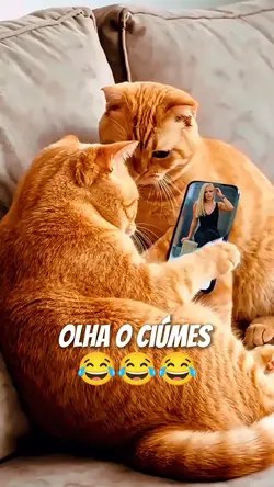 Gatinhos engraçados 