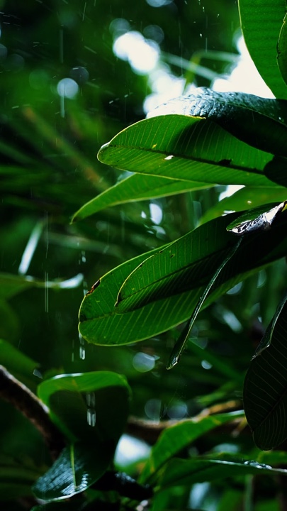 Cinematic Nature