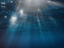 blackswan & fakelove