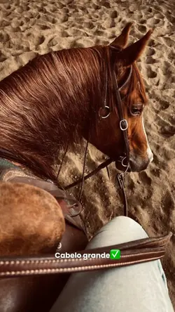 Trend cavalo