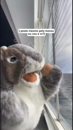 Esquilo dançando vid