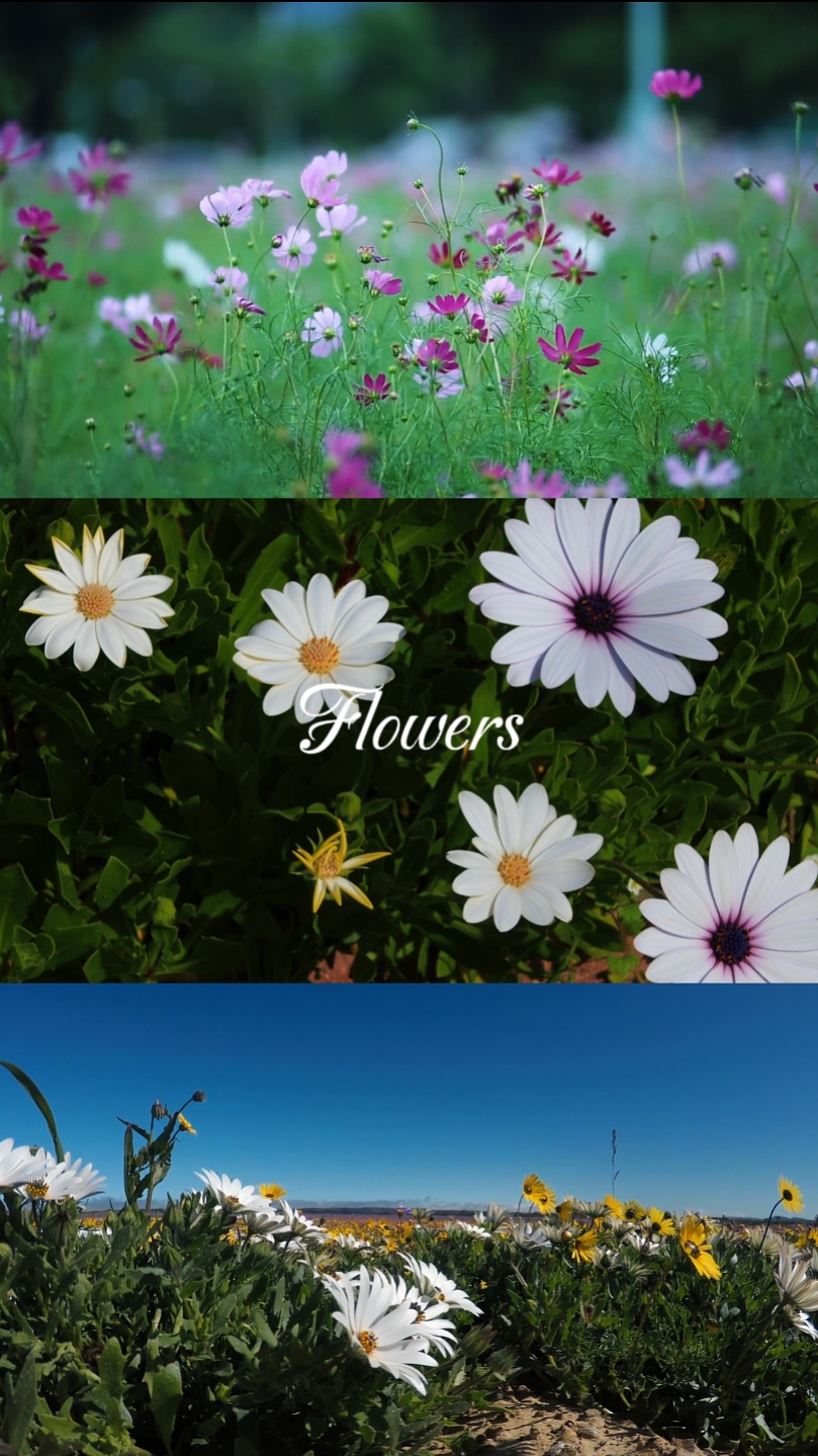 Flowers