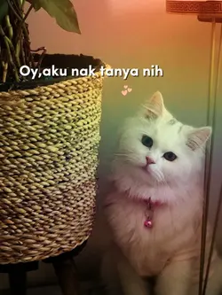 lucu
