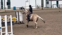Horse show prep 
