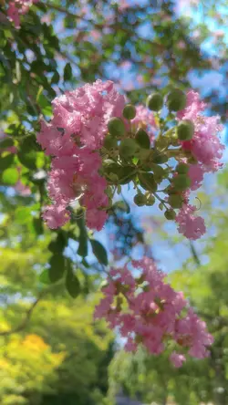 百日紅の木と花🌸