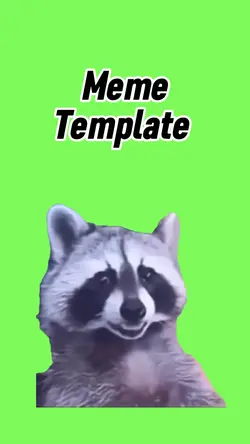 Funny racoon 