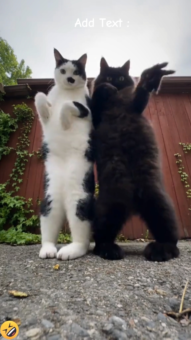 Tendência de dança do gato 