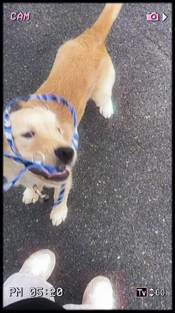 ゴールデンレトリバー