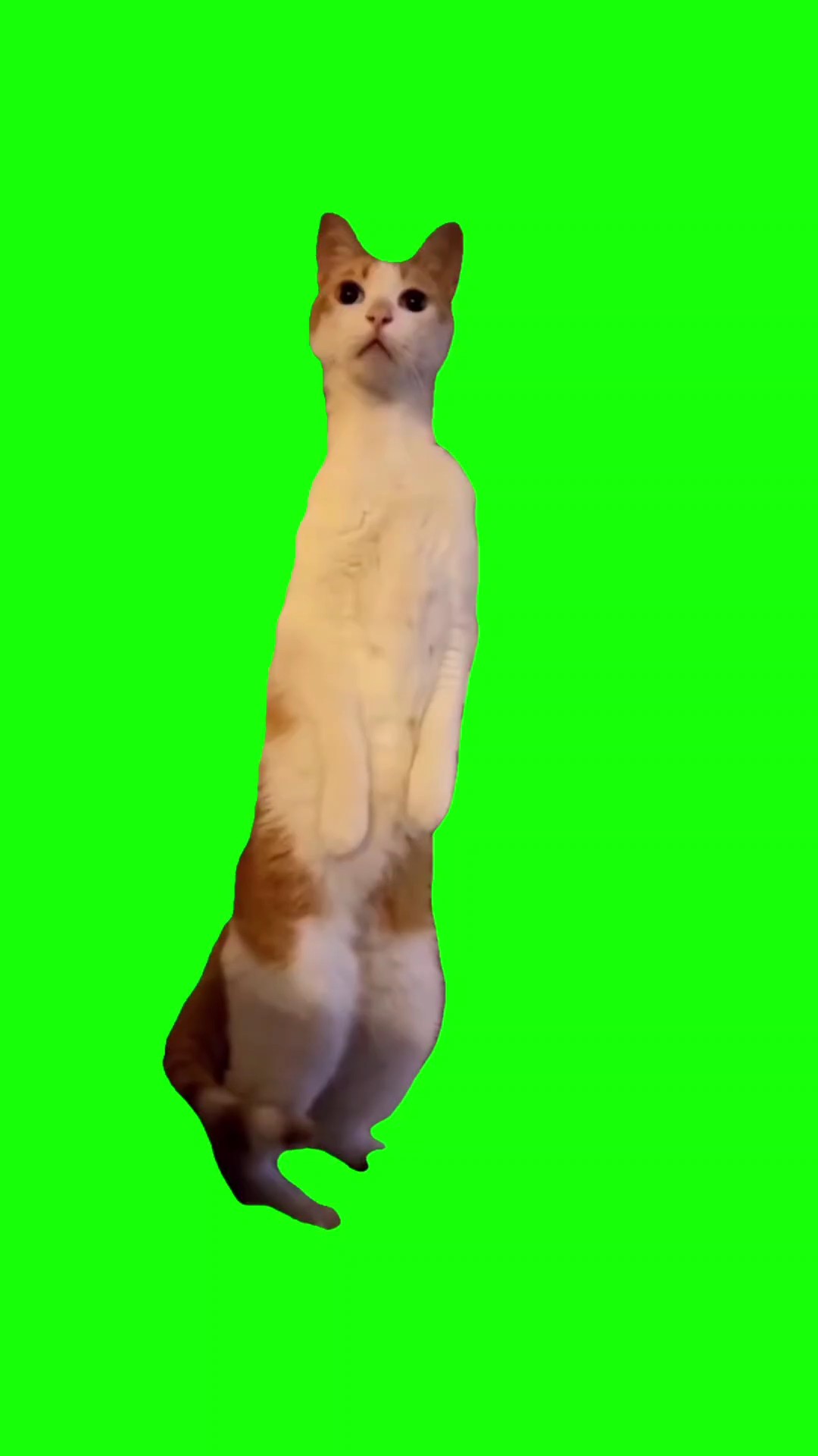 재미있는 고양이 밈 