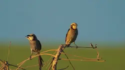 bird cinematic