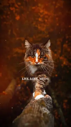 Live. Love. Meow😻