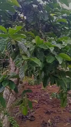 nyeluki pake ng alas
