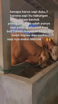 story sapi
