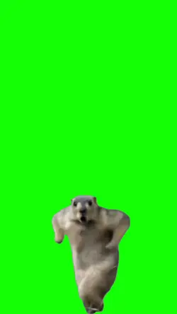 Ardilla Dancing