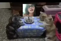 happy birthday meow