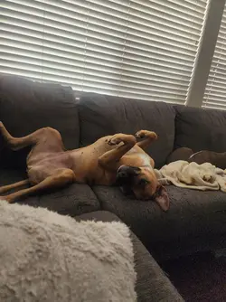 Not lazy. js lazy 