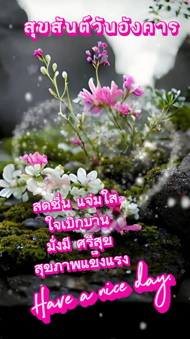 สุขสันต์วันอังคาร