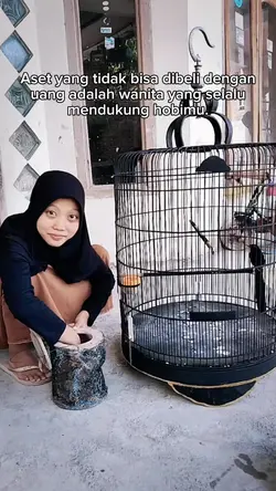 kicau mania