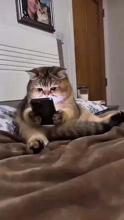 Cat Phone