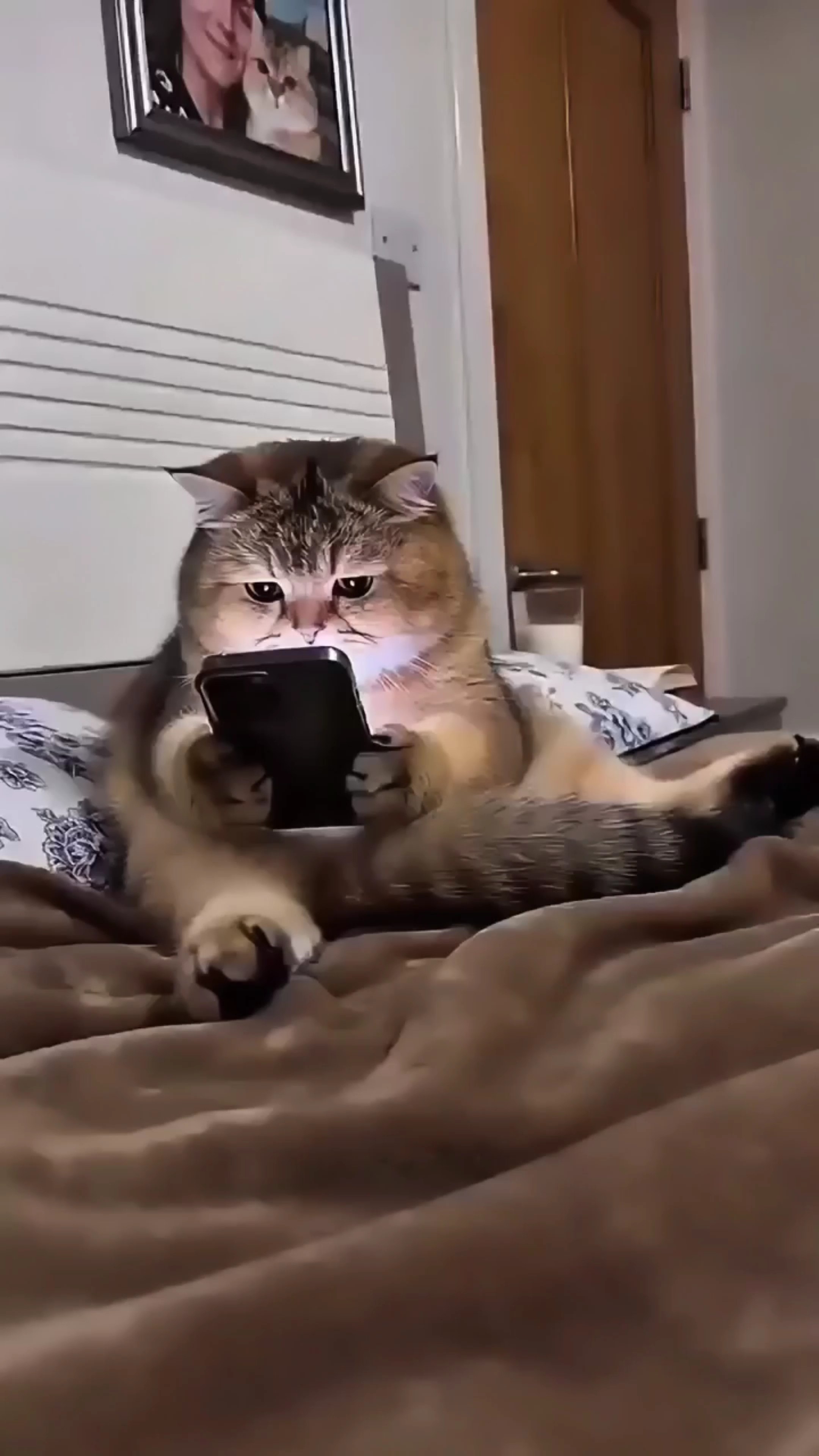 고양이 전화