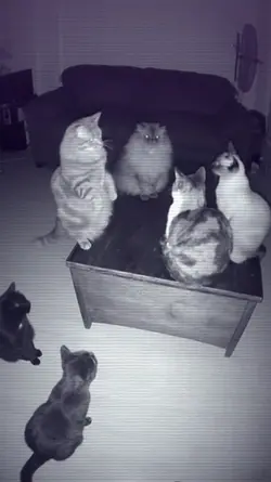 JJJ KUCING NGOMONG