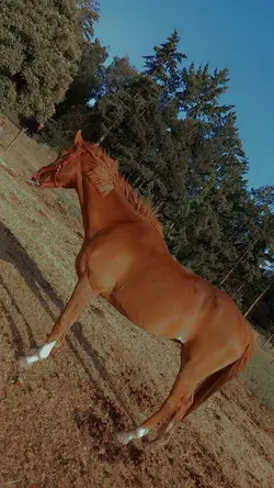 Rest in peace ml ❤️‍🩹🕊️