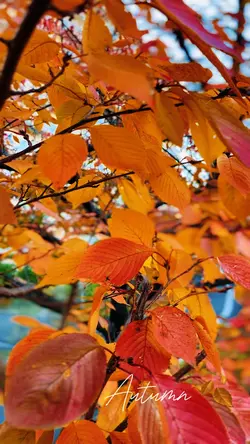 Autumn π slow motion