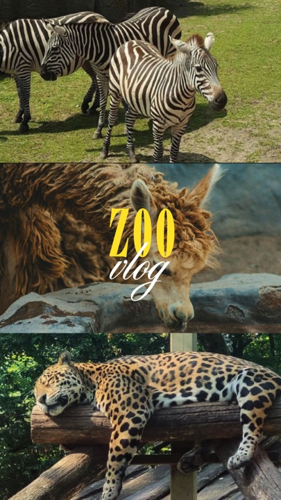Zoo vlog