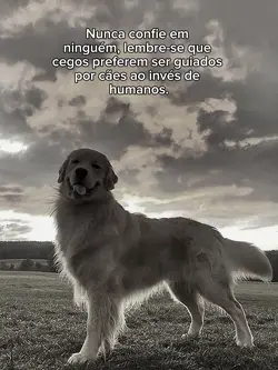 sbre cachorro orelha