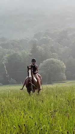 A wild mustang ❤️🔥
