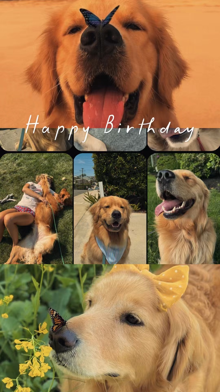 Anniversaire mon animal