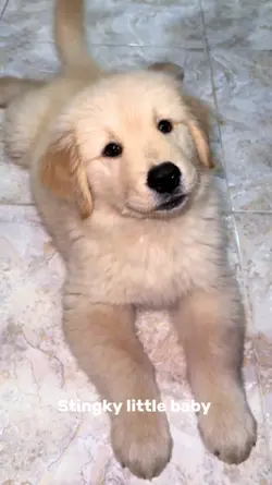 stingky little baby 