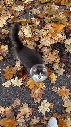 Cardigan Slowled Ver