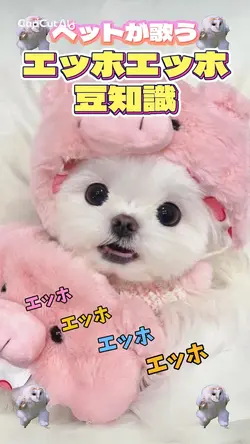 エッホエッホ豆知識🦉