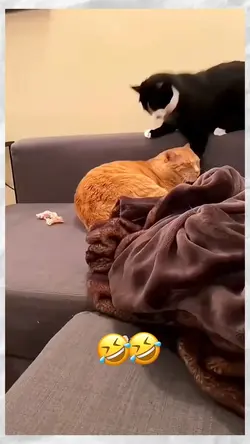 cats voiceover