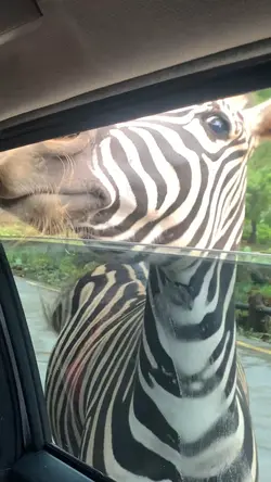 Safari Journey