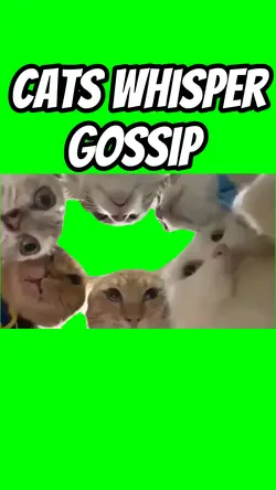 Cats whisper gossip 